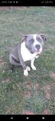 Lost Female Dog last seen I'm not sure , Mooresville, NC 28115