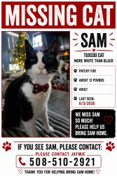 Lost Male Cat last seen Coriander and Perthshire, Bryans Road, MD 20616