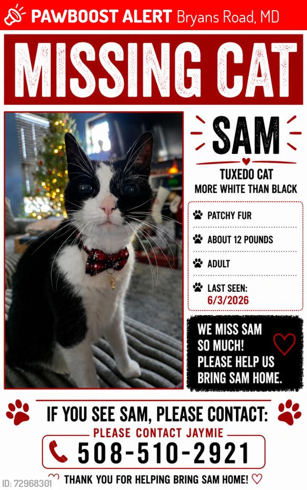 Lost Male Cat last seen Coriander and Perthshire, Bryans Road, MD 20616