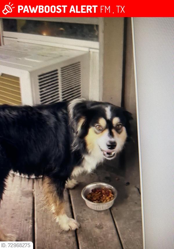 Lost Male Dog last seen Near at Dusek Road , FM 529, TX 77423