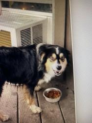 Lost Male Dog last seen Near at Dusek Road , FM 529, TX 77423