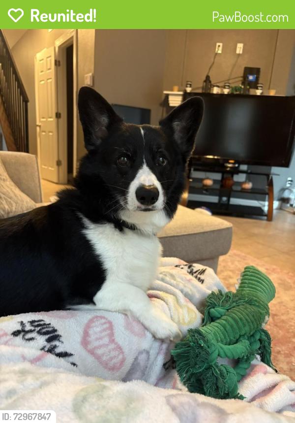 Reunited Male Dog last seen 45th and Adam’s St, Topeka, KS 66609