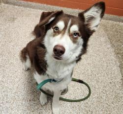 Shelter Stray Male Dog last seen Near BLOCK BORMAN CT, PUEBLO CO 81001, Pueblo, CO 81008