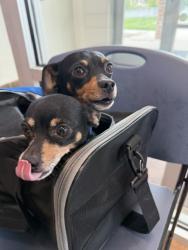Shelter Stray Unknown Dog last seen Near BLOCK MONTEBELLO RD, PUEBLO CO 81001, Pueblo, CO 81008