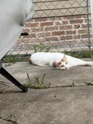 Lost Male Cat last seen S Rocheblave and Miro, New Orleans, LA 70125