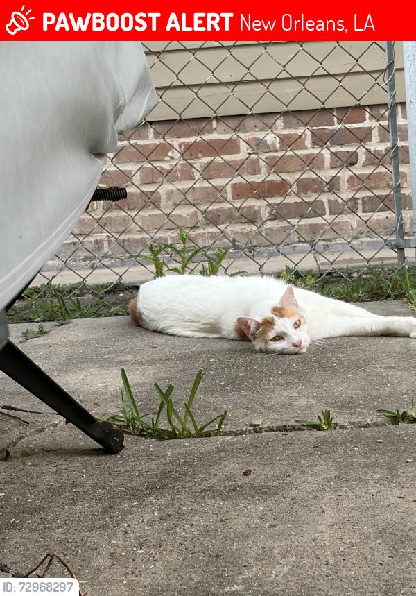 Lost Male Cat last seen S Rocheblave and Miro, New Orleans, LA 70125