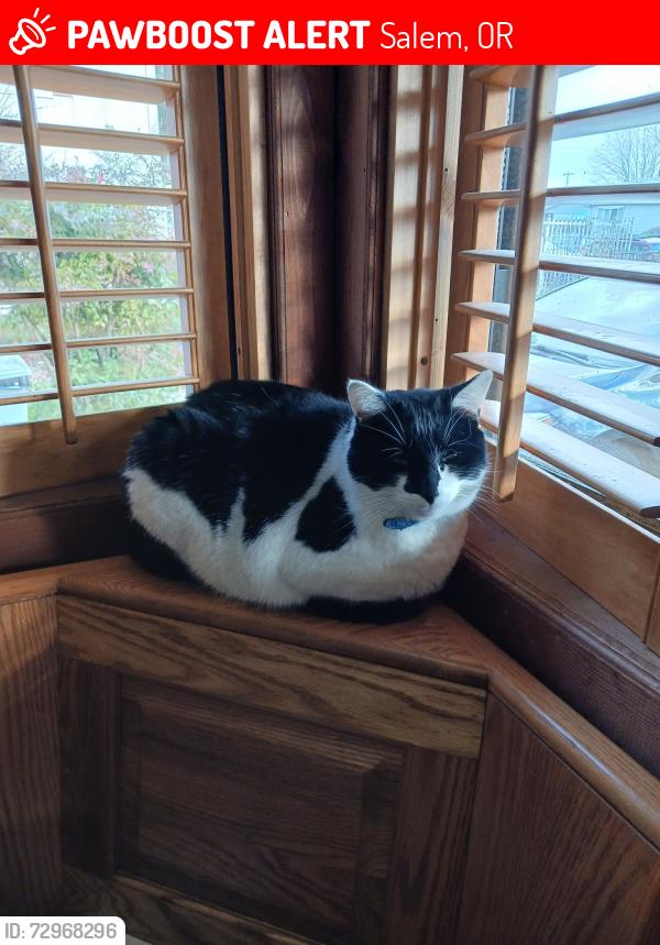 Lost Male Cat last seen Sunnyview Ave & Walker Rd, Salem, OR 97305
