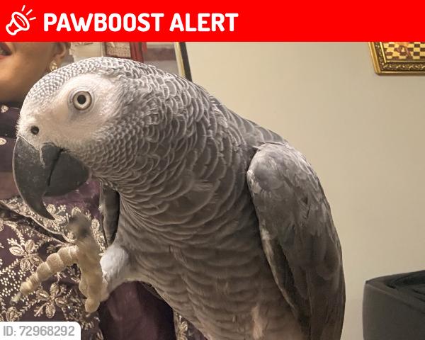 Lost Male Bird last seen UB3 4PD , Greater London, England UB3 4PD