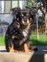 Reunited Female Dog last seen Rupert Street and 54th Avenue Vancouver , Vancouver, BC V5S 2Z6