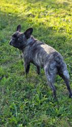 Lost Male Dog last seen Spangler rd, Columbus, OH 43207