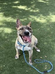 Shelter Stray Female Dog last seen , Chatsworth, CA 91311