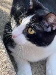 Reunited Male Cat last seen Hill Ave, Glen Ellyn, IL 60137