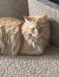 Reunited Female Cat last seen Volutsia and Gilbert , Wichita, KS 67211