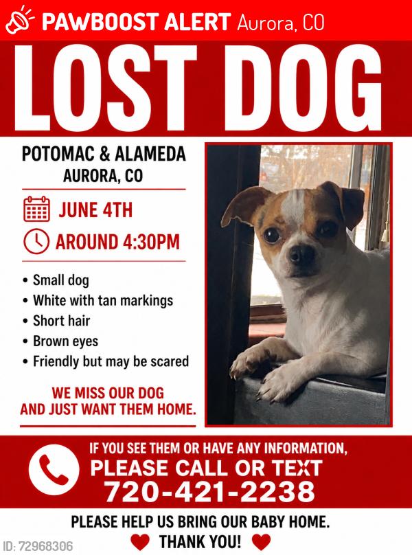 Lost Male Dog last seen Alameda and potomac, Aurora, CO 80012