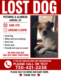 Lost Male Dog last seen Alameda and potomac, Aurora, CO 80012