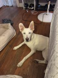 Found/Stray Male Dog last seen Rosevelt , San Antonio, TX 78219