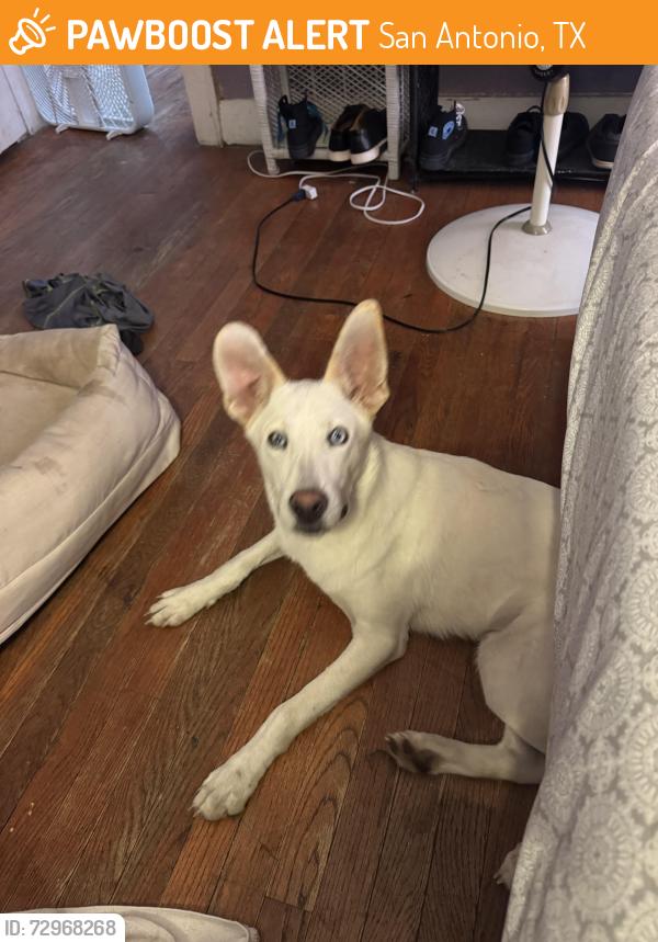 Found/Stray Male Dog last seen Rosevelt , San Antonio, TX 78219