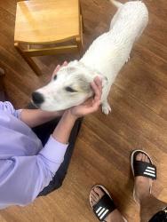 Found/Stray Male Dog last seen kelly hwy, Fort Smith, AR 72904