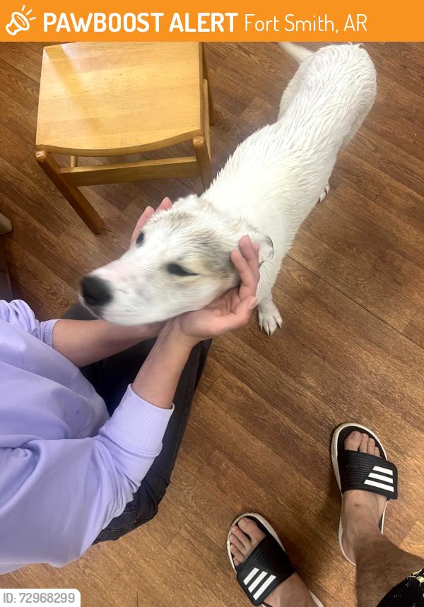 Found/Stray Male Dog last seen kelly hwy, Fort Smith, AR 72904