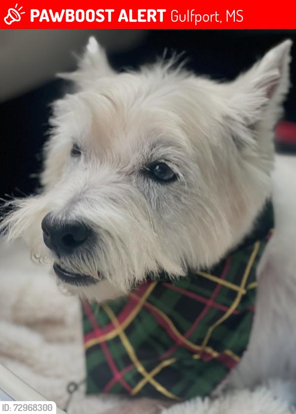 Lost Male Dog last seen Hwy 90, Midway Ave, & 2nd street , Gulfport, MS 39507