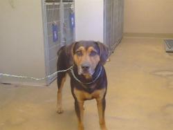 Shelter Stray Male Dog last seen GARDEN HWY/W ELVERTA RD, 95837, Sacramento, CA 95827