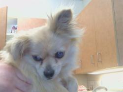 Shelter Stray Female Dog last seen WATT AVE/I ST, 95660, Sacramento, CA 95827