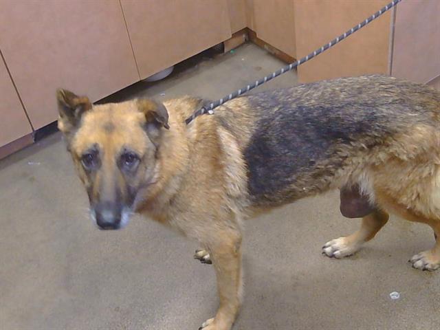Shelter Stray Female Dog last seen 16TH ST/ELVERTA RD, 95626, Sacramento, CA 95827