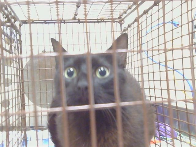 Shelter Stray Female Cat last seen VEGA DEL RIO DR/LA SERENA DR, 95628, Sacramento, CA 95827