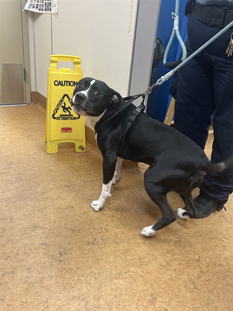 Shelter Stray Male Dog last seen SUNRISE BLVD/DOUGLAS BLVD, 95661, Sacramento, CA 95827