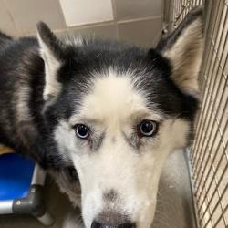 Shelter Stray Female Dog last seen Near BLOCK W OQUENDO RD, LAS VEGAS NV 89118, Las Vegas, NV 89101