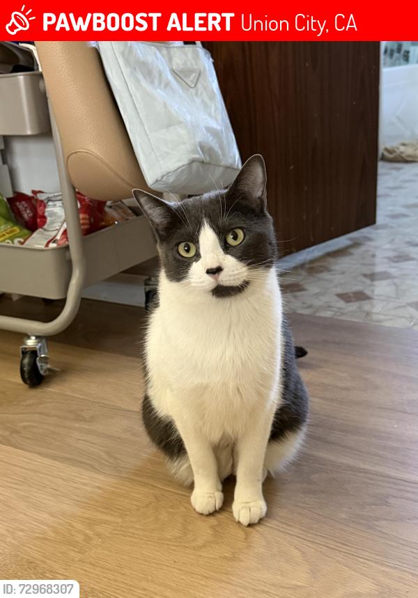 Lost Female Cat last seen Near Alvarado-Niles Rd, Union City, CA 94587, Union City, CA 94587