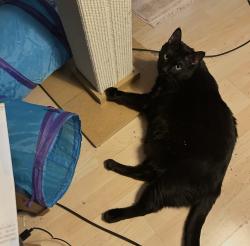 Reunited Male Cat last seen Pecos an flamingo, Las Vegas, NV 89121