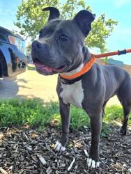 Shelter Stray Female Dog last seen ALTOZANO LN/LA PADERA LN,63033, Olivette, MO 63132