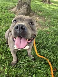 Shelter Stray Male Dog last seen LEFT AT SHELTER,63132, Olivette, MO 63132