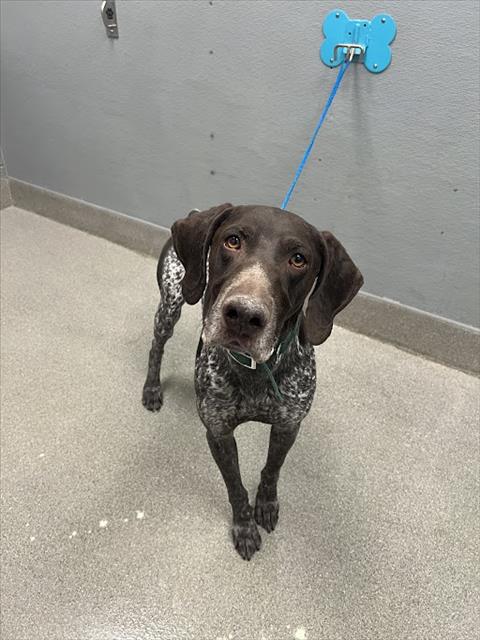 Shelter Stray Male Dog last seen Near BLOCK SCENIC WAY, LAS VEGAS NV 89108, Las Vegas, NV 89101
