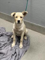 Shelter Stray Female Dog last seen Near BLK UPLAND DR, Las Vegas, NV 89101