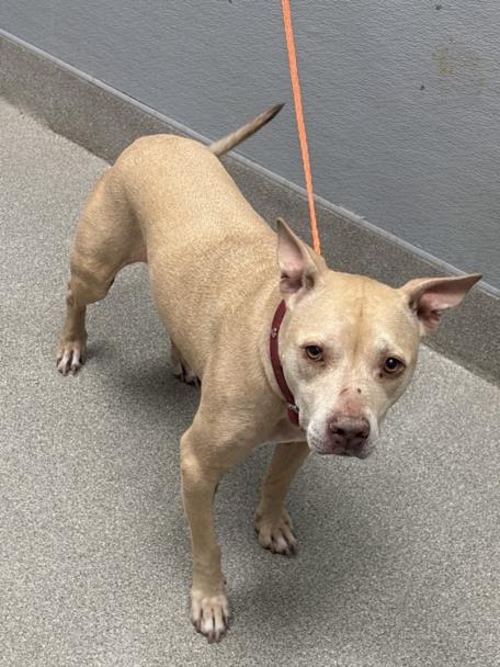 Shelter Stray Female Dog last seen Near BLOCK W OQUENDO RD, LAS VEGAS NV 89118, Las Vegas, NV 89101