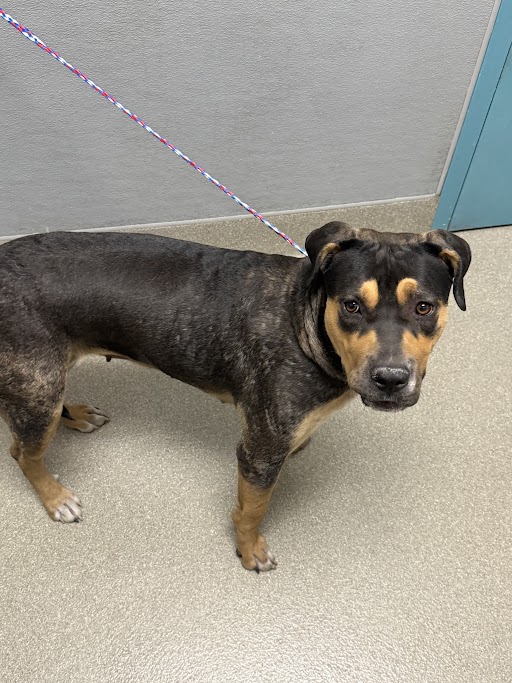 Shelter Stray Female Dog last seen Near BLOCK OLIVE ST, LAS VEGAS NV 89104, Las Vegas, NV 89101