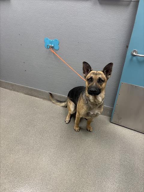 Shelter Stray Male Dog last seen FREEDOM PARK, Las Vegas, NV 89101