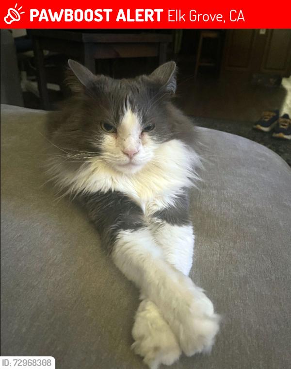 Lost Male Cat last seen Mirandela & Nelas Way, Elk Grove, CA 95757