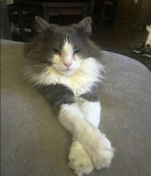 Lost Male Cat last seen Mirandela & Nelas Way, Elk Grove, CA 95757