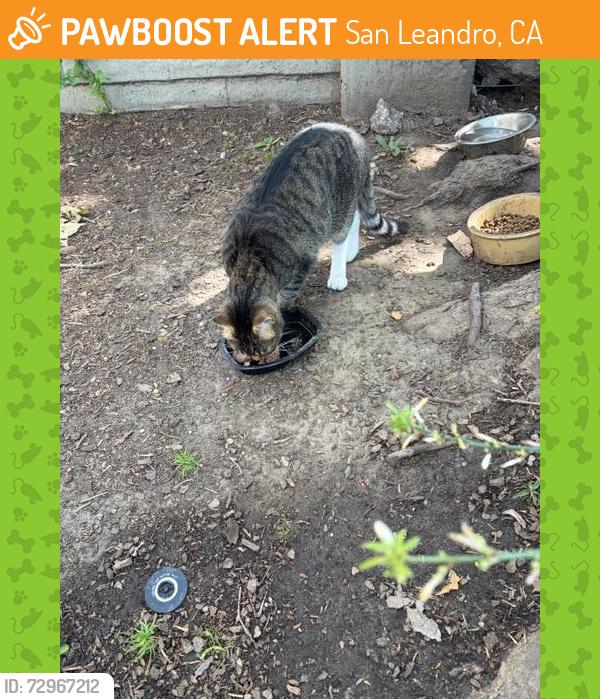 Found/Stray Unknown Cat last seen Near 136th Ave.& bancroft Ave San Leandro, San Leandro, CA 94578