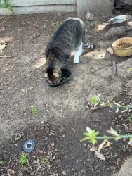 Found/Stray Unknown Cat last seen Near 136th Ave.& bancroft Ave San Leandro, San Leandro, CA 94578