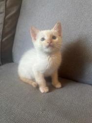 Shelter Stray Male Cat last seen Near BLK OAK ST, BAKERSFIELD, CA, Bakersfield, CA 93307