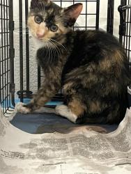 Shelter Stray Unknown Cat last seen Near BLOCK NW 21 CT, SUNRISE FL 33322, Davie, FL 33312
