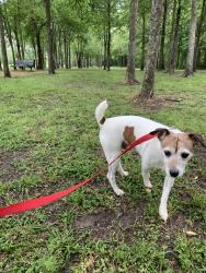 Lost Male Dog last seen Corinne Ct. & Misty Cove Dr. , Katy, TX 77449