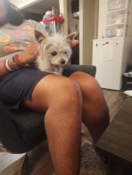 Reunited Male Dog last seen George st and Stryker  55107, Saint Paul, MN 55107