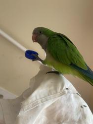 Lost Male Bird last seen Wood cross dr, Columbia, SC 29212
