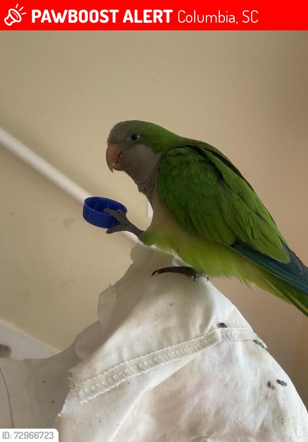 Lost Male Bird last seen Wood cross dr, Columbia, SC 29212