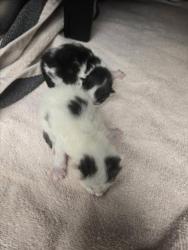 Shelter Stray Unknown Cat last seen Near BLOCK W 37TH ST N, WICHITA KS 67204, Wichita, KS 67219